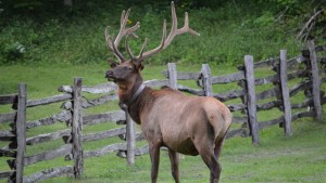 1-Elk at Cataloochee 16 x 9