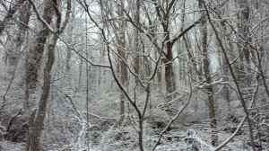 Snow in the Backyard