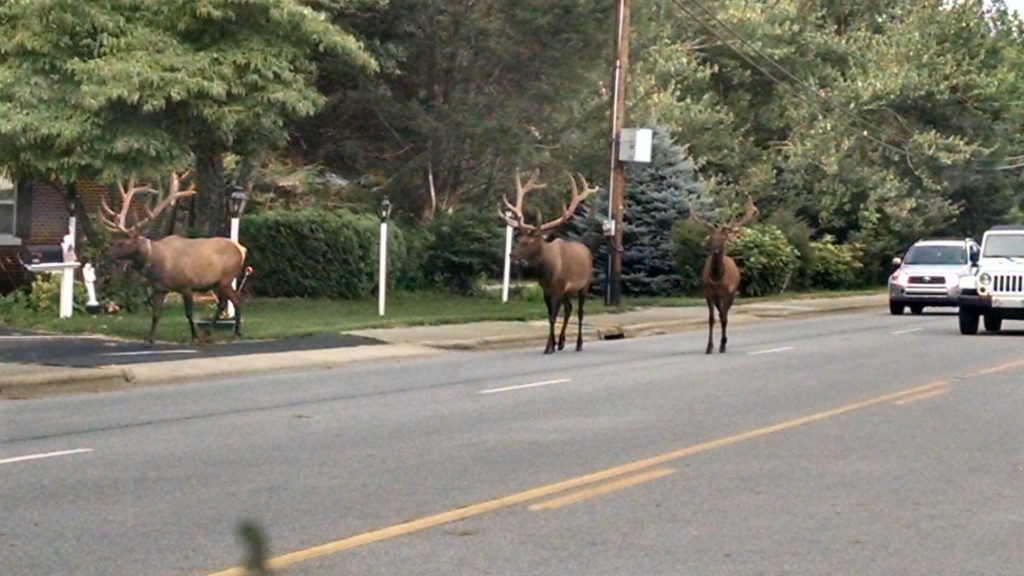 Elk in Maggie Valley and Other Ramblings Maggie Valley Homes Real Estate