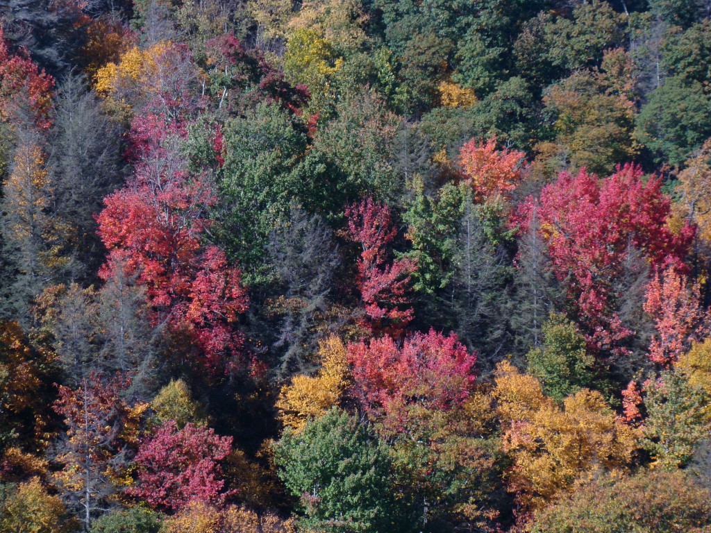 Fall Color Season is Coming! Maggie Valley Homes Real Estate